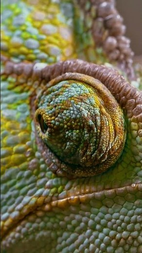 Mesmerizing Close-Up: The Veiled Chameleon's Incredible Eye Movement.