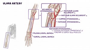 Video: Vessels and nerves of the forearm - Video Explanation! | Osmosis | Osmosis