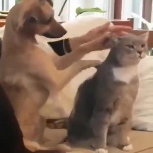 30K views · 391 reactions | Cutest Dogs - ♥ Cute Puppies Doing Funny Things | FunFigure | Facebook