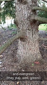 1.5K views · 47 reactions | It looks like a pine - but why does it turn color in the fall? Learn all about the dawn redwood. | Great Parks | Facebook