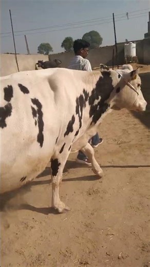 top bride cow 🐮🐄 best milking