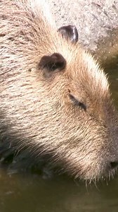 🌿 🦜 It's World Animal Day and here's just some of the incredible wildlife that calls the rainforest home. From jaguars to sloths, rainforests are some of the most biodiverse places on Earth, home to species found nowhere else. But as deforestation threatens these forests, these animals face losing their homes. By keeping the rainforest standing strong, we can protect the wildlife that thrives within them. | Cool Earth