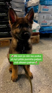 Tiesitkö että kaikista myymälöistämme löytyy vaaka, jolla voit punnita lemmikkisi? 🤩🥰 | PetenKoiratarvike.com