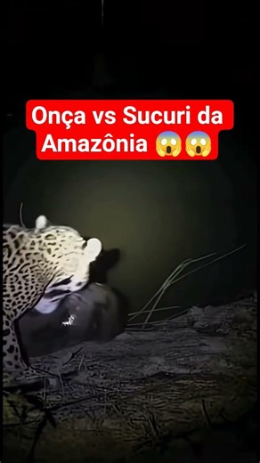 Sucuri da Amazônia vs Onça #noticias #cobra #shorts #viral