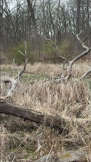 Chorus frogs singing in a marshy vernal pond. #nature #naturesounds