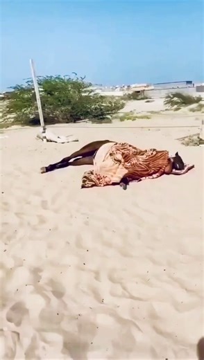 Los caballos poseen una característica anatómica extraordinaria llamada «aparato de sujeción», un sistema de tendones y ligamentos que bloquea las articulaciones de sus patas, lo que les permite dormitar mientras están de pie. Esta adaptación evolutiva les permite huir del peligro en un instante si se ven amenazados. Pero dormir de pie tiene sus límites.Para entrar en la fase REM, la fase profunda y reparadora en la que el cerebro sueña y los músculos se relajan, los caballos deben tumbarse comp