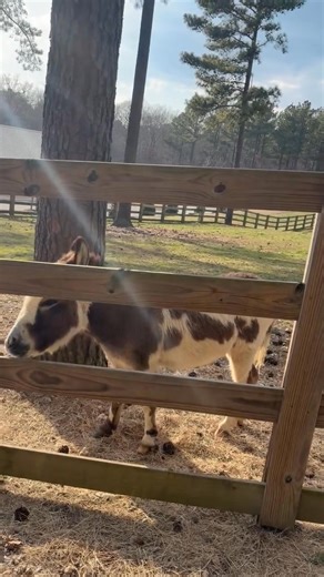 We are so cruel to all of our animals here at The Pine Hill Ranch. Here you see another example, not being able to get the daily treats to Wilbur quick enough. Turn it up! | Bob Mullenax