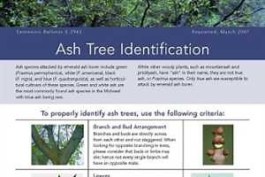Ash Tree Identification