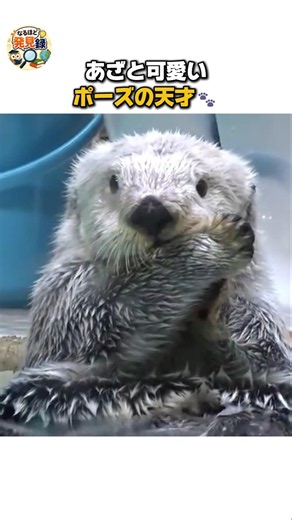 あざと可愛いポーズの天才🐾