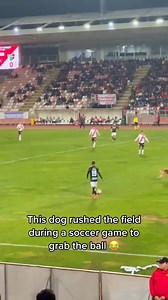 Dogs are very proud of themselves #dog #funny #funnyanimals #funnypets #animals #dogsofttiktok #pet #foryou #longervideos | Awesome Animals