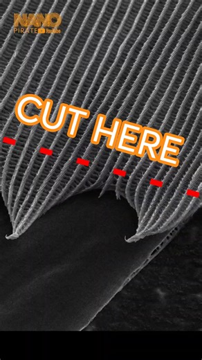 I'm sorry but I had to CUT this... #electronmicroscope #science #facts #bluemorpho