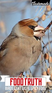 Birds can't taste spicy foods. #FoodTruths | Tastemade