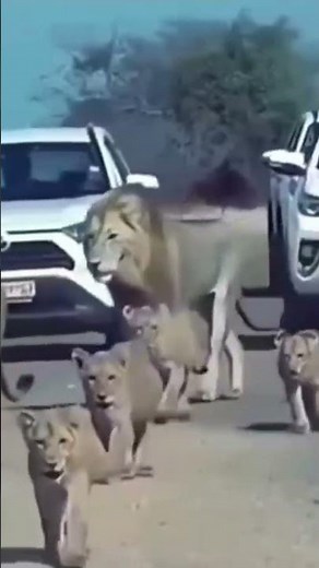 The Cutest Lion Family Moments