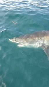 32M views · 32K reactions | Check out this beautiful white shark spotted by OCEARCH fans Chris Whitehead and his son Gunner, who were lucky enough to spot it about 32 miles off the coast of Ocean City, Maryland last week during a fishing trip. A few sharks on the Tracker have also passed by this same area already this year. Very cool. Huge thanks to them for sharing! | OCEARCH | Facebook