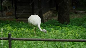 long veiw of white emu ates plants in the zoo