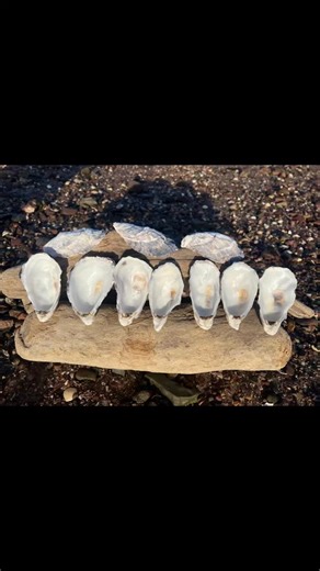 ✨ “Crafting with nature’s beauty…” 🌿 “These oyster shells are sustainably sourced — cleaned, cured, and ready for your creativity.” 🦪 “Each one is unique… just like the piece you’ll create.” 🎨 “Perfect for resin art, coastal décor, jewelry making, and more.” 💚 “Sustainable materials. Ethical sourcing. Endless possibilities.” ✨ “Bring the ocean’s elegance into your art.” DM to order / Link in bio to Etsy shop | Craftycoastalgifts