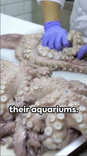 Octo-Facts Unleashed: Unveiling the Extraordinary Mysteries of Octopuses 😲🐙