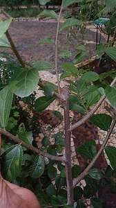 176 reactions · 56 comments | Plants that breaks up mucus and heal the respiratory system, lungs Congestion What do you call this plant? 0111329515 #umaiherbaltour #umaiherbfest #herbalhealing | Umai Naturals | Facebook