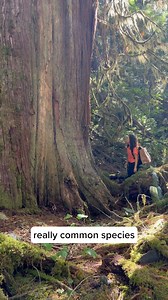 Jacq from the Fungi Perfecti R&D Team identifies a “happy, little Ganoderma applanatum.” This species often gets mistaken for an Agarikon species. #researchanddevelopment #mycology #mushtok #mushroom #scienceisfun #mushrooms #ganoderma #ganodermaapplanatum | Host Defense | Facebook