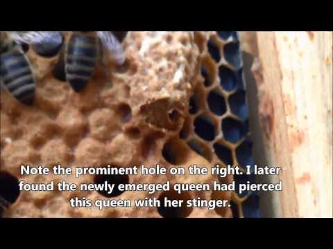 Queen cells and emergence