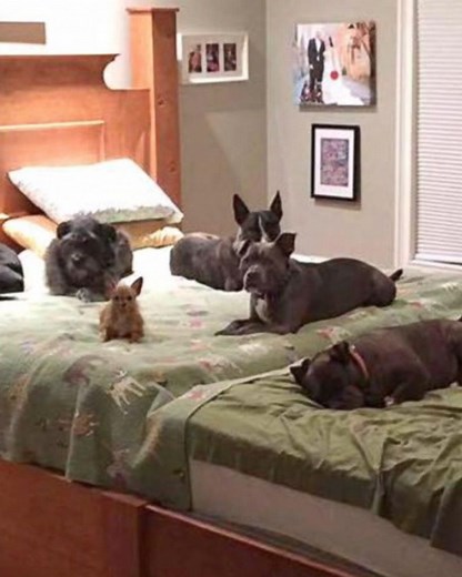 Craftsman Builds Giant Bed for Couple and Their 8 Rescue Dogs
