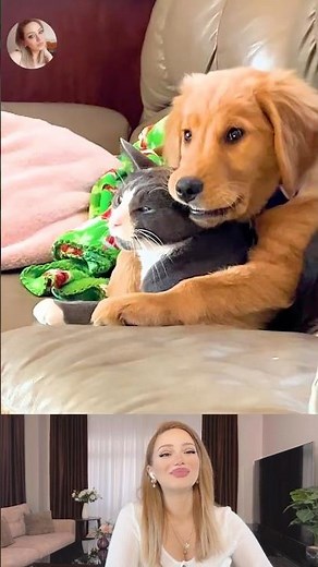 Crazy Dog & Cat Moments | Funny Animal Videos