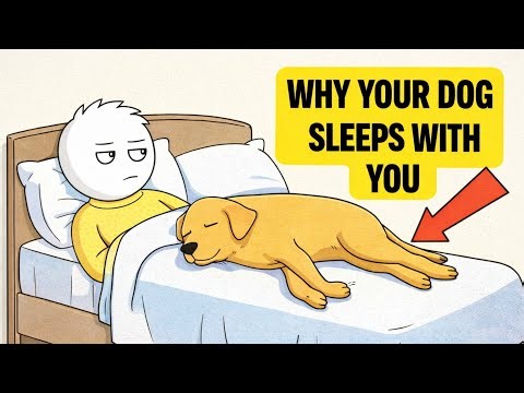 Psychology of Dogs That Sleep With You (What They're Telling You)