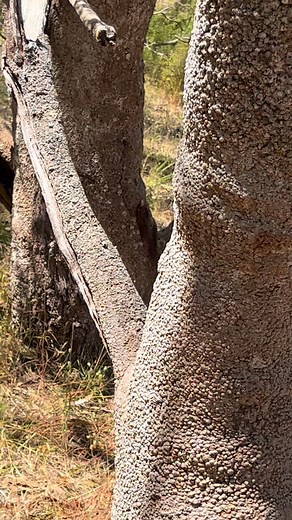 6.2K views · 156 reactions | Releasing the Baldivis Goulds Monitor 落. (Varanus Gouldii) Harmless… as long as you don’t pick them up. | Mad Paulys Reptile Removal | Facebook