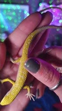 ASMR: The Lizard Meme #asmr #asmrsounds #whisperwednesday #lizardmeme