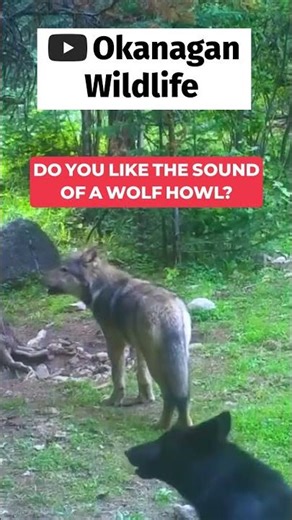 Do you like the sound of a wolf howl?