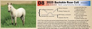 Lot 8 - Buckskin roan colt: Blue Valentine & Driftwood - Heritage Production Sale