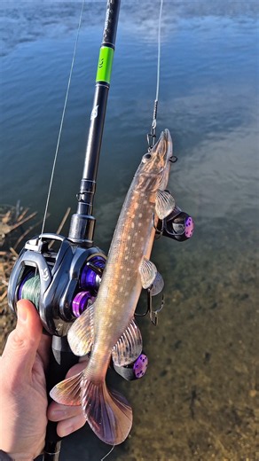 Fox Rage Ultra-Realistic Pike Replicant Swimbait 25cm #shorts #shortsvideo #youtubeshorts #lures
