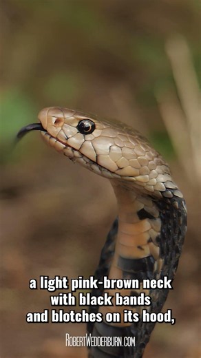 This cobra sprays venom without warning! #cobra #venomous #wildlife