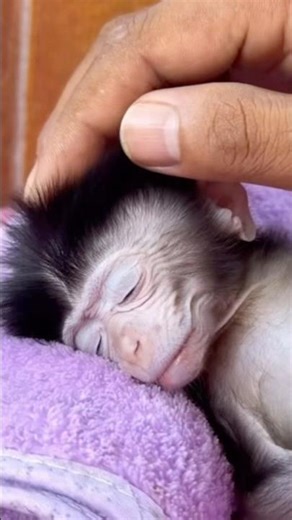 Cute Baby Monkey Falls Asleep and Starts Snoring 😴 ⭐
