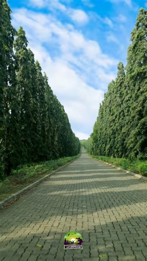 Green Tunnel of Dreams 🌲🌿 Willow Avenue, Dry Zone Botanic Gardens, Hambantota 🇱🇰 #nature #beautiful