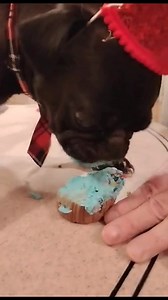 3.6K views · 613 reactions | Happy 4th Birthday to Vinny. We love this dude! #pug #pugs #pugpartyplusone #blackpug #happybirthday | Pug Party Plus One | Facebook