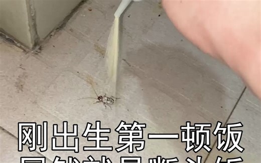 想让蟑螂灭断根，就不能不重视蟑螂幼虫。因为一旦发现幼虫，说明有蟑螂卵鞘孵化了，一次就能生十来只