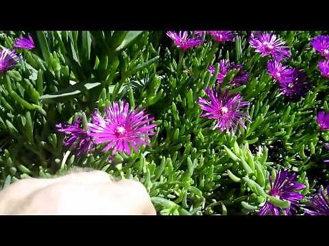 Ice Plant Propagation ( Delosperma Cooperi ) in 3 steps Bouturage en 2 mn !