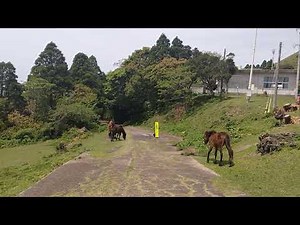 交尾する都井岬の野生馬（遠景） 宮崎県串間市