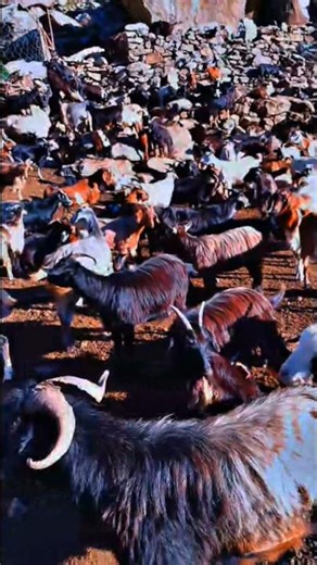Mountain Goats on the Edge 🏔️ | Wild Beauty of Gilgit Baltistan #Shorts #shortsfeed #goats #explore
