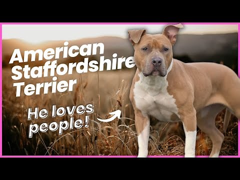 American Staffordshire Terrier Breed Profile
