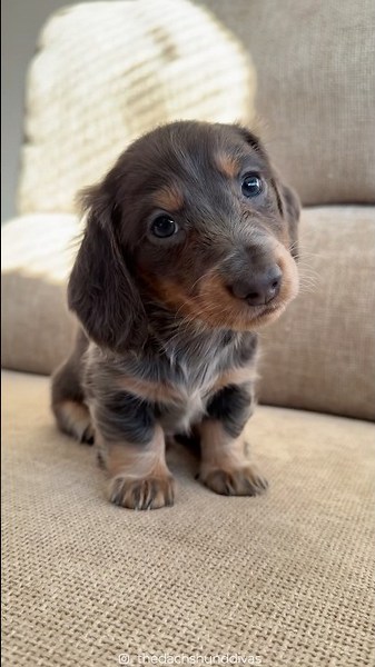 I’ll take them all thanks… I plan to start a Weenier farm 🌭😂❤️