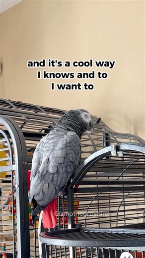 Gizmo has his own mind and his not afraid to use it 🤯 #gizmothegreybird #gizmosjourney #talkingparrot #funnyparrot | Gizmo the Grey Bird