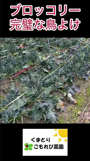 Broccoli bulbul control measures #loserfarmer #vegetablegrowing