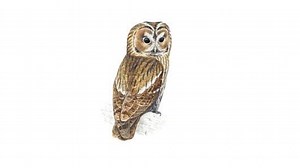 Tawny owl - Alchetron, The Free Social Encyclopedia