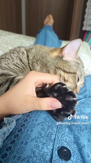 Cute Funny Cat Moments — kucing comel dan lucu