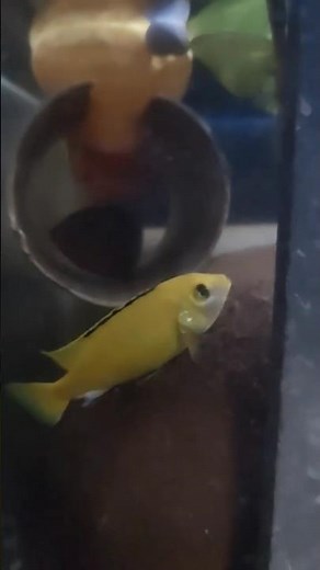 electric yellow lab cichlid showing aggression & flaring gills