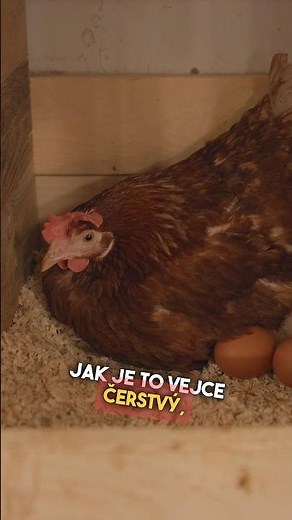 Tip, jak poznáš čerstvé vejce 🍳 Celý díl z velkochovu slepic si pusť na mém YouTube TEN SMLSAL 🐓