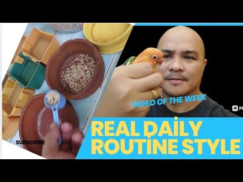Daily Aviary Cleaning Routine | Lovebird Care Tips | Normaniran1 Aviary