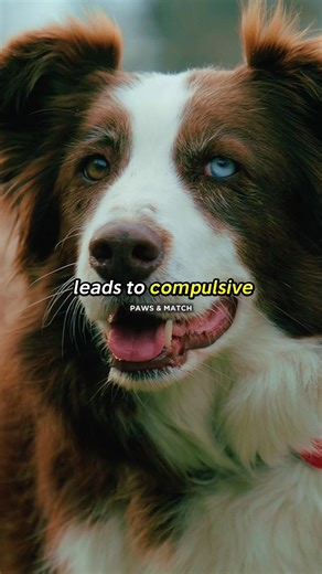 Stop Playing Fetch Like This — It’s Hurting Your Border Collie